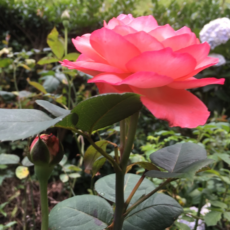 f:id:rotling:20160615175411j:image
