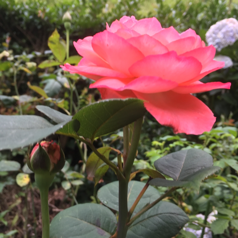 f:id:rotling:20160615175412j:image