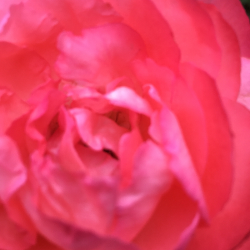 f:id:rotling:20160615175415j:image