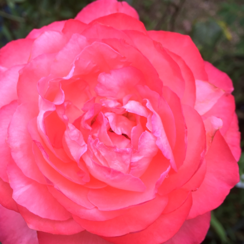 f:id:rotling:20160615175416j:image