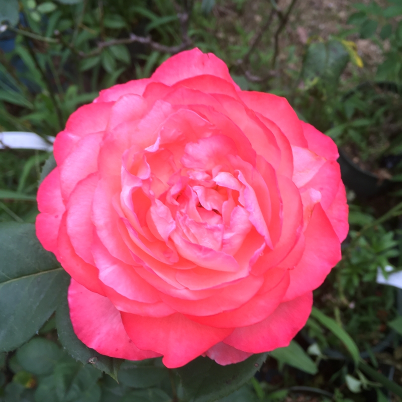 f:id:rotling:20160615175418j:image