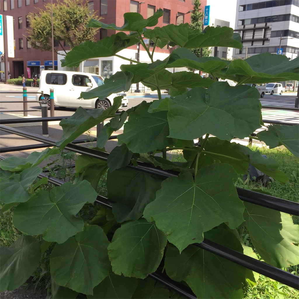 f:id:rotling:20160916121739j:image