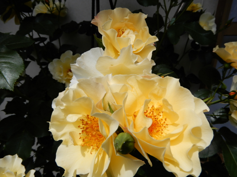 f:id:rotling:20170505060706j:image