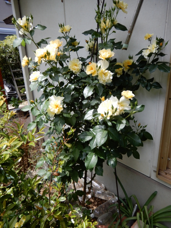 f:id:rotling:20170505060727j:image