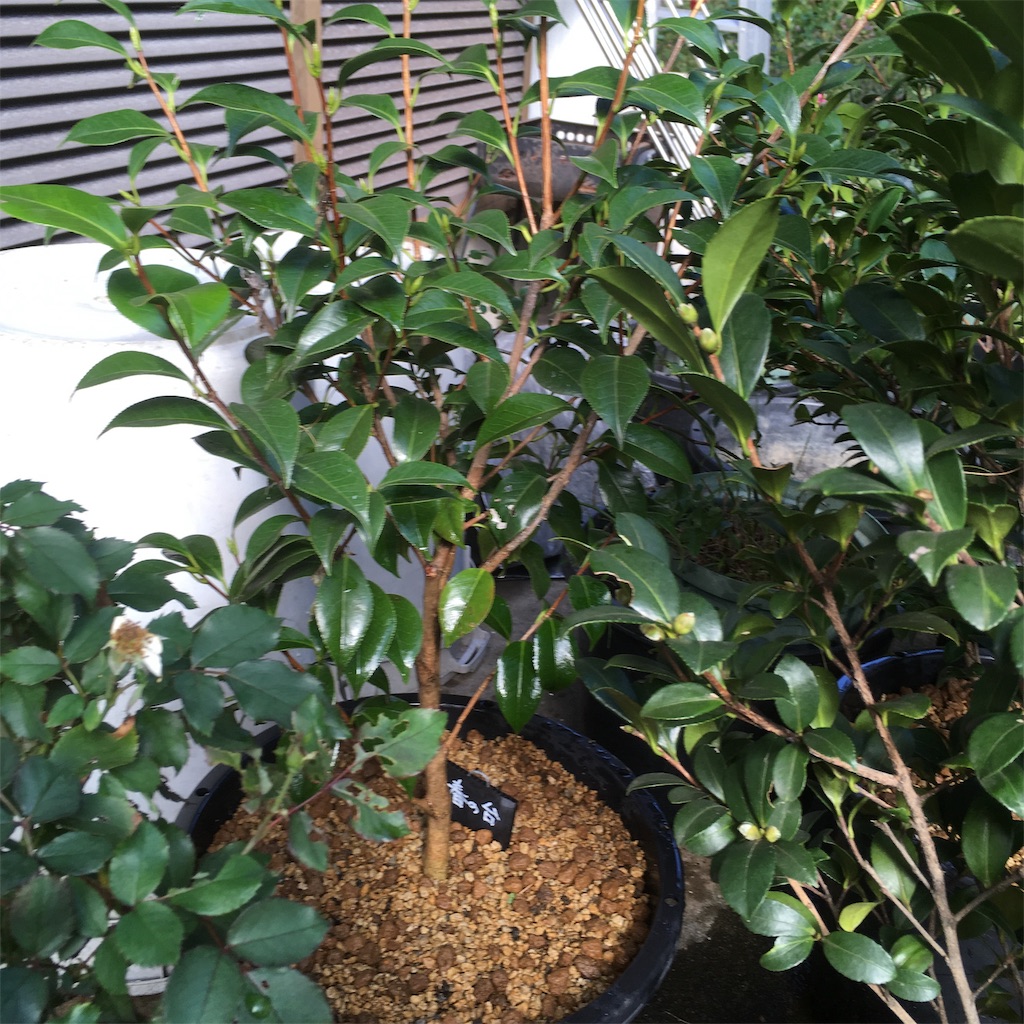 f:id:rotling:20181007143737j:image