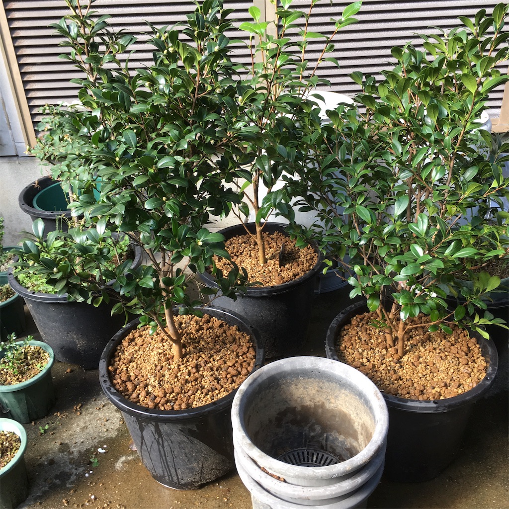 f:id:rotling:20181007143740j:image