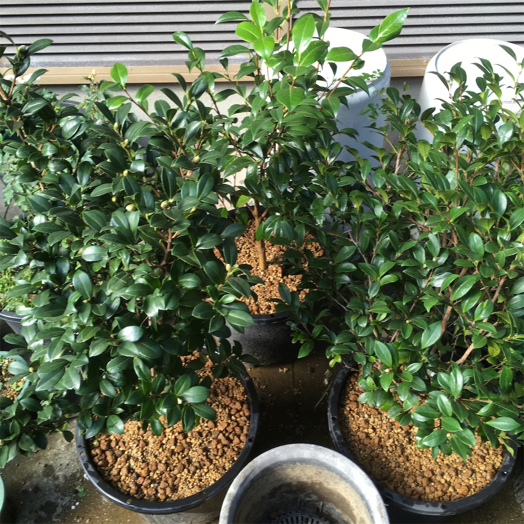 f:id:rotling:20181007143745j:image