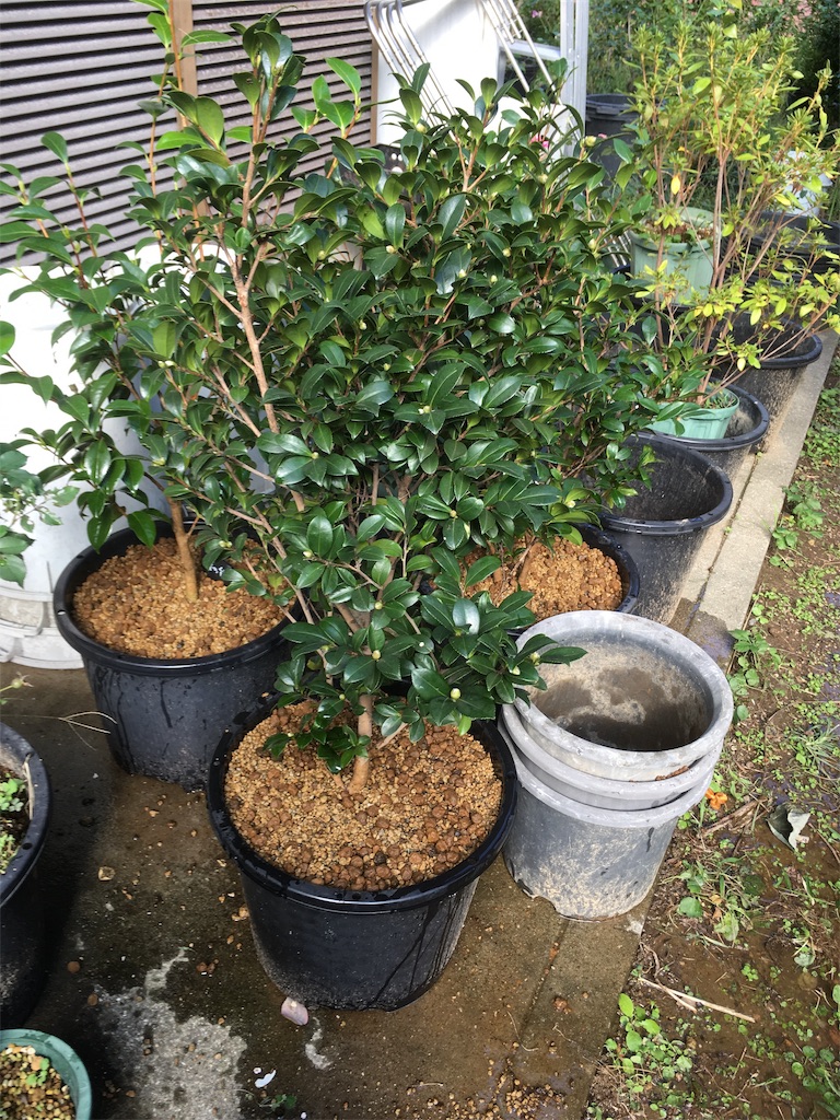 f:id:rotling:20181007143749j:image