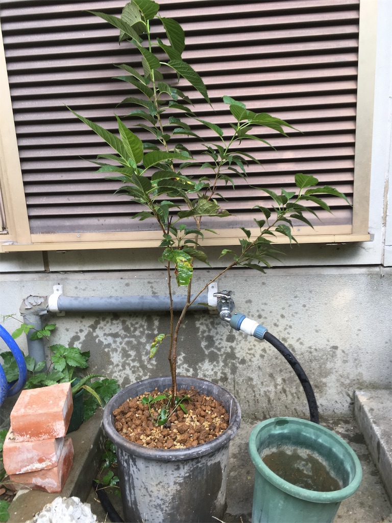 f:id:rotling:20181008090200j:image