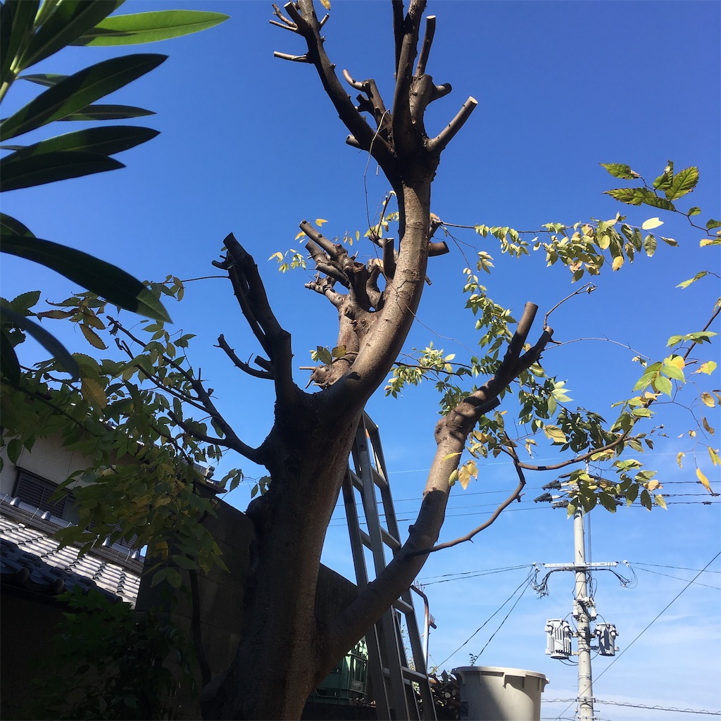 f:id:rotling:20181107122413j:image