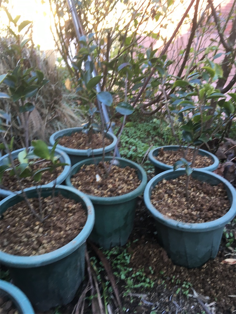 f:id:rotling:20181124182219j:image