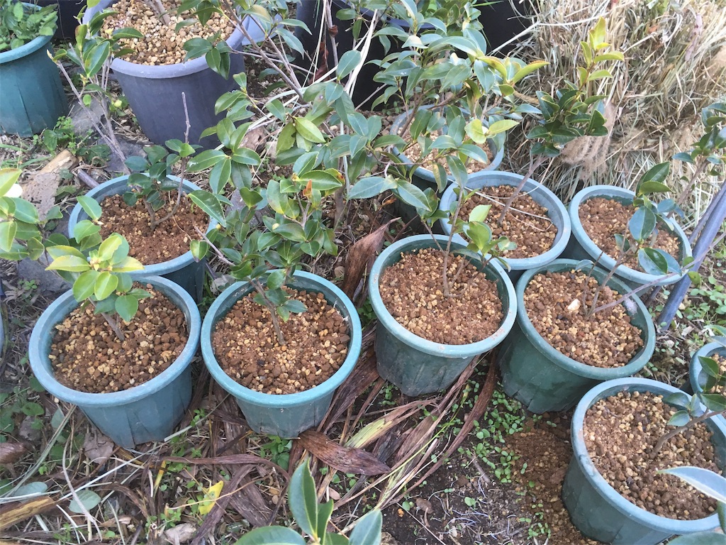 f:id:rotling:20181124182227j:image