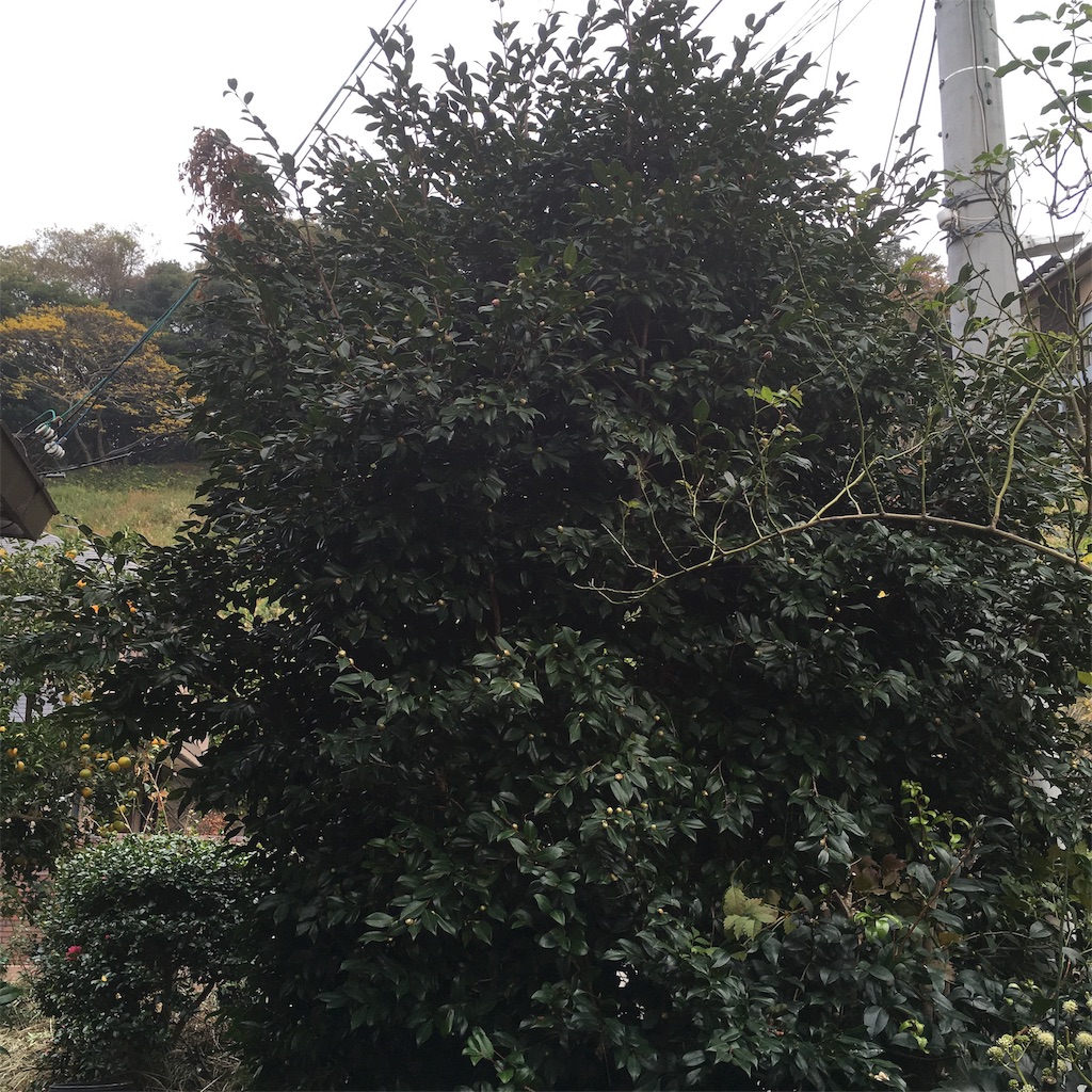 f:id:rotling:20181126213124j:image