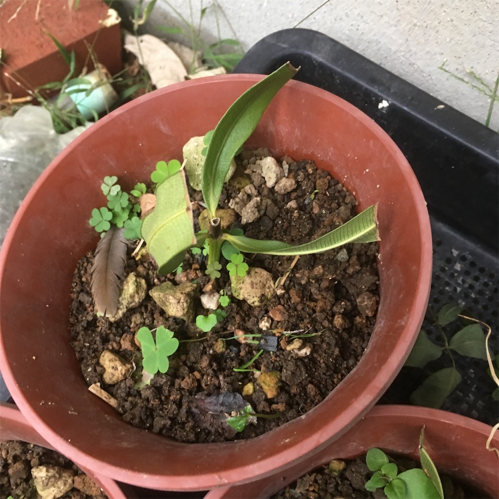 f:id:rotling:20181202153636j:image