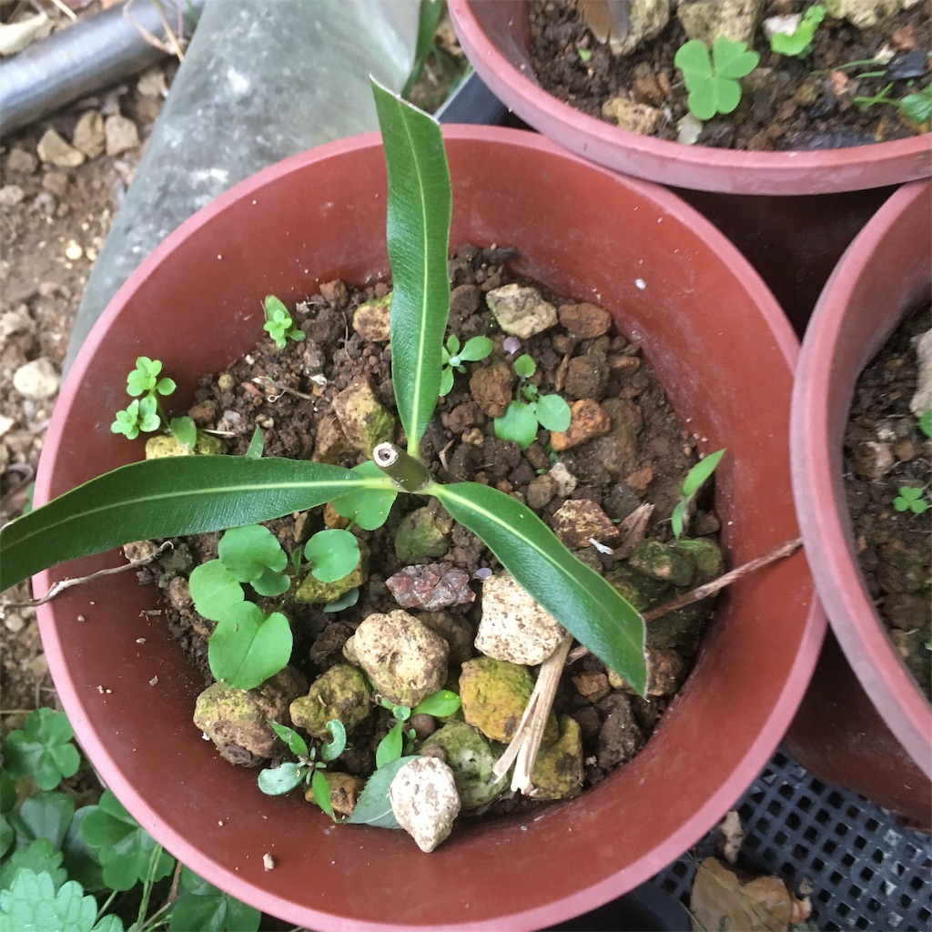 f:id:rotling:20181202153706j:image