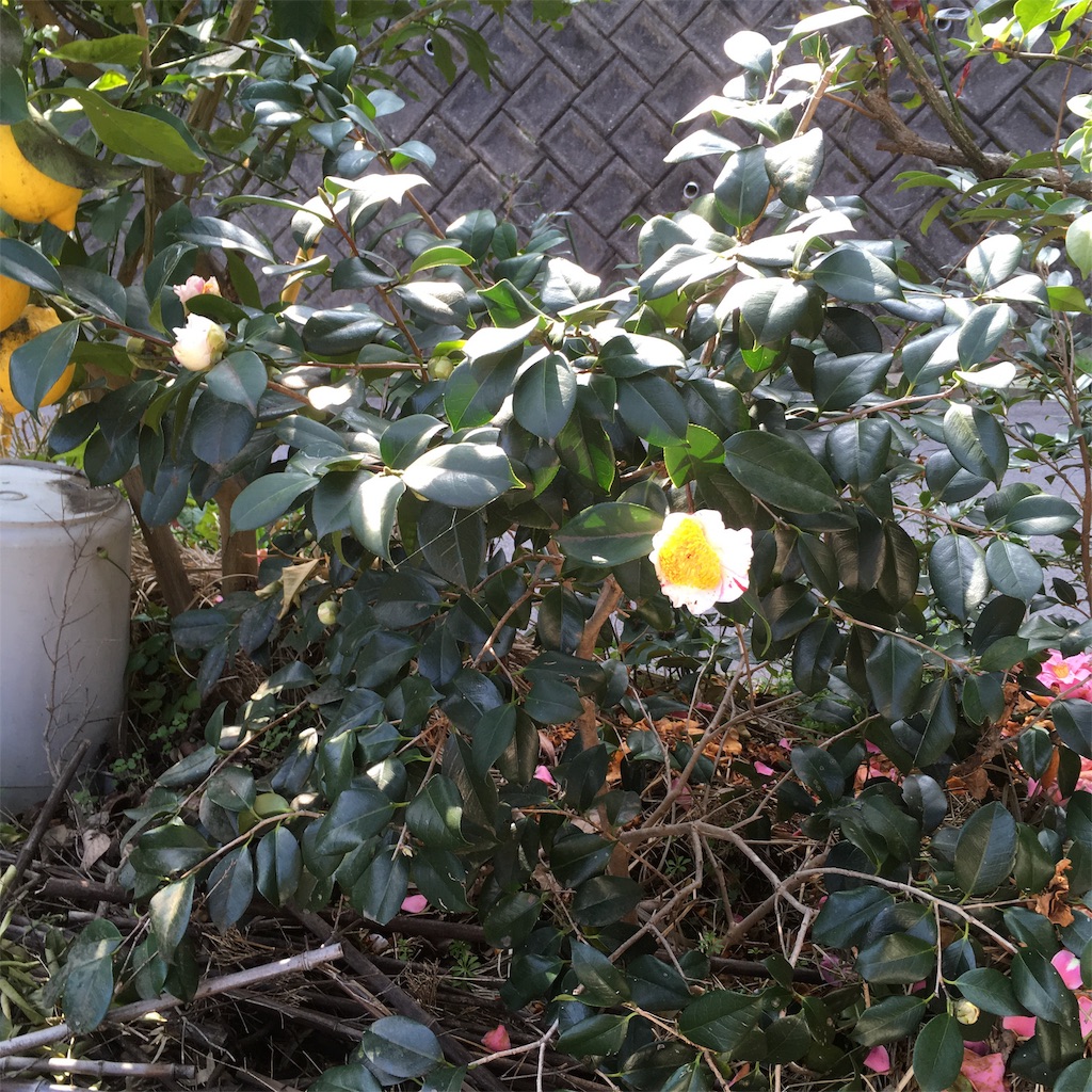 f:id:rotling:20190305112656j:image