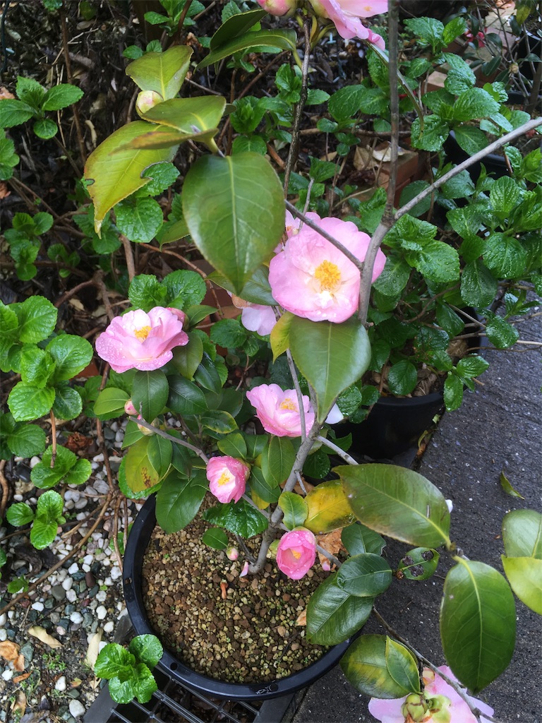 f:id:rotling:20190321120124j:image