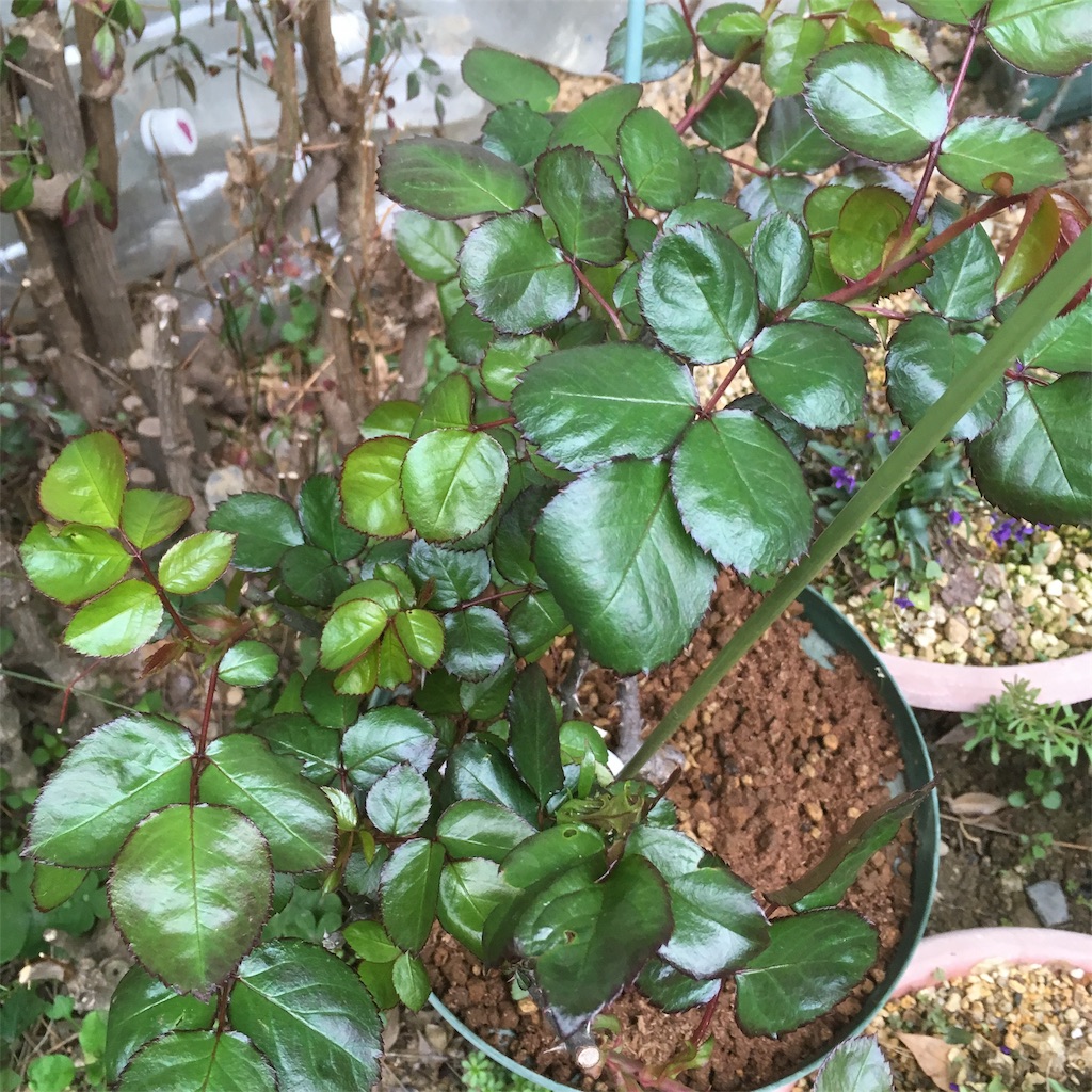 f:id:rotling:20190322074327j:image