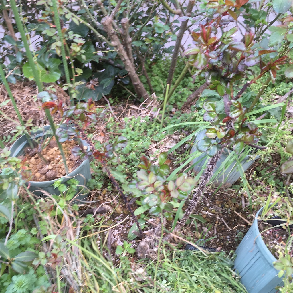 f:id:rotling:20190323150749j:image