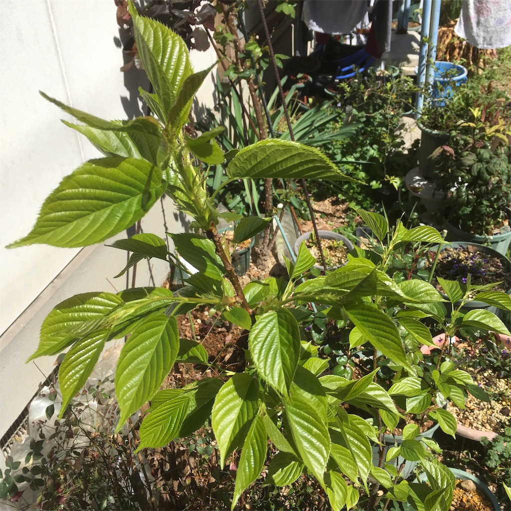 f:id:rotling:20190324131508j:image