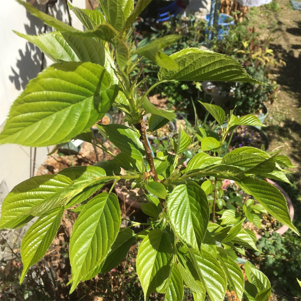 f:id:rotling:20190324131541j:image