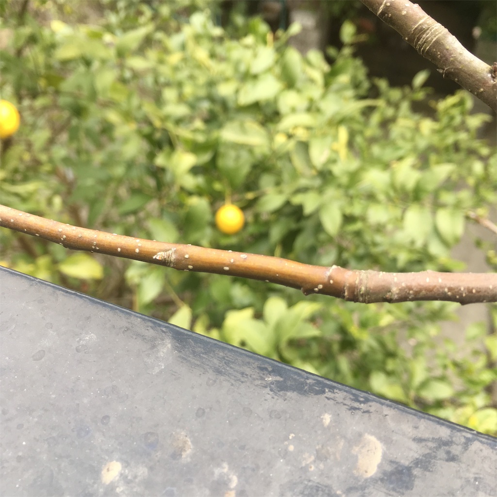 f:id:rotling:20190325101235j:image