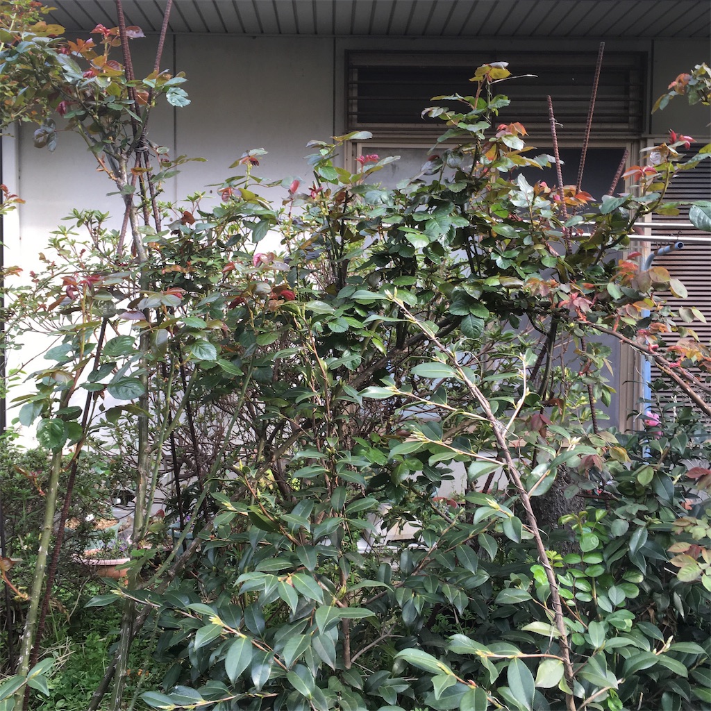 f:id:rotling:20190329083242j:image