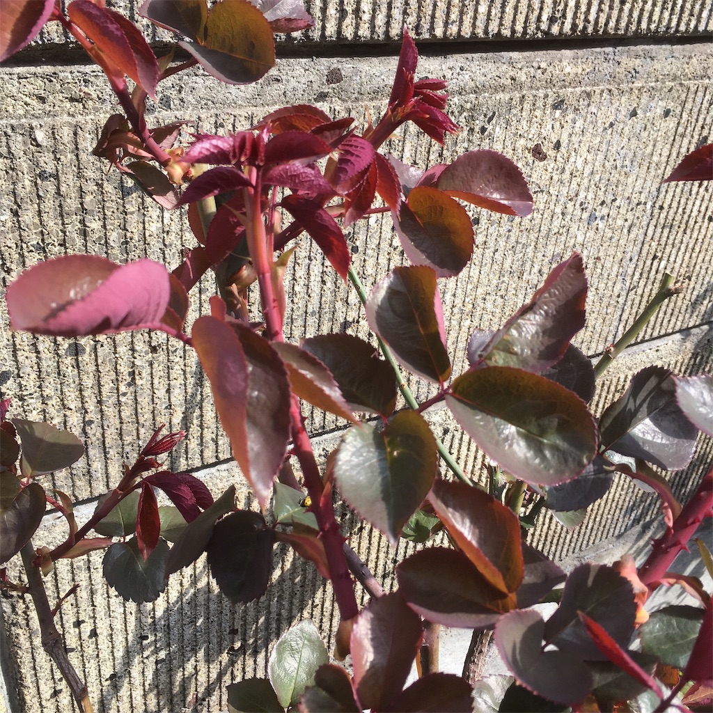 f:id:rotling:20190329094204j:image