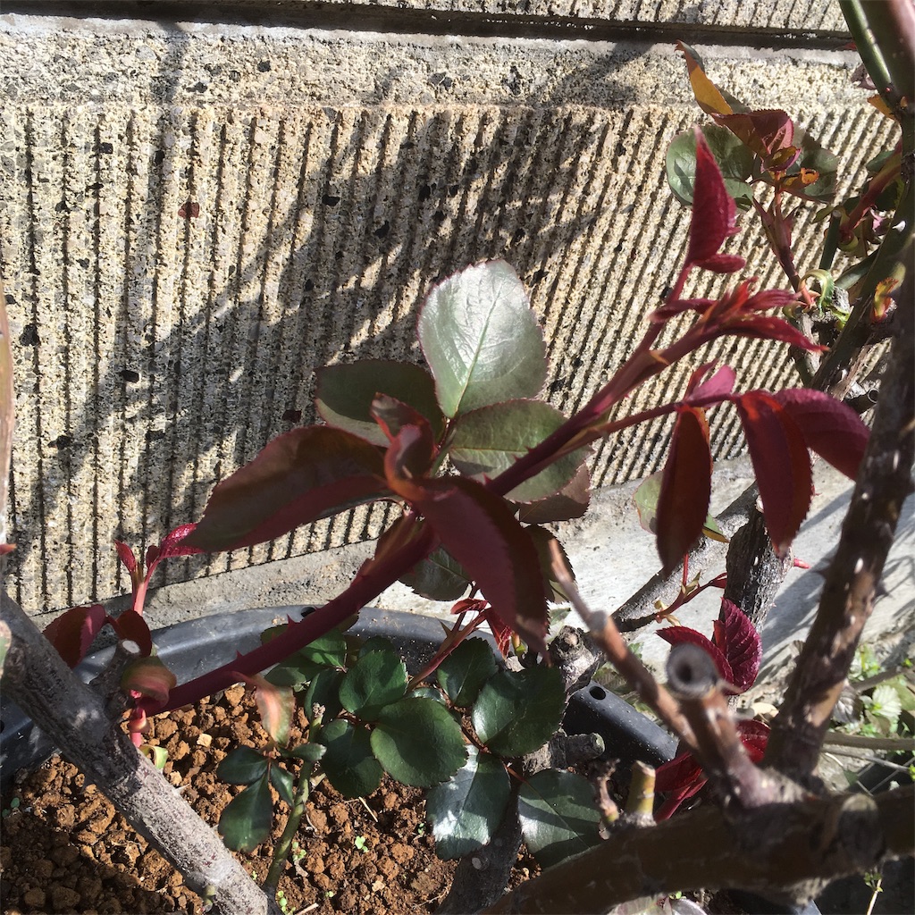 f:id:rotling:20190329094212j:image