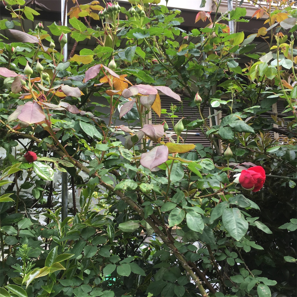 f:id:rotling:20190428223023j:image