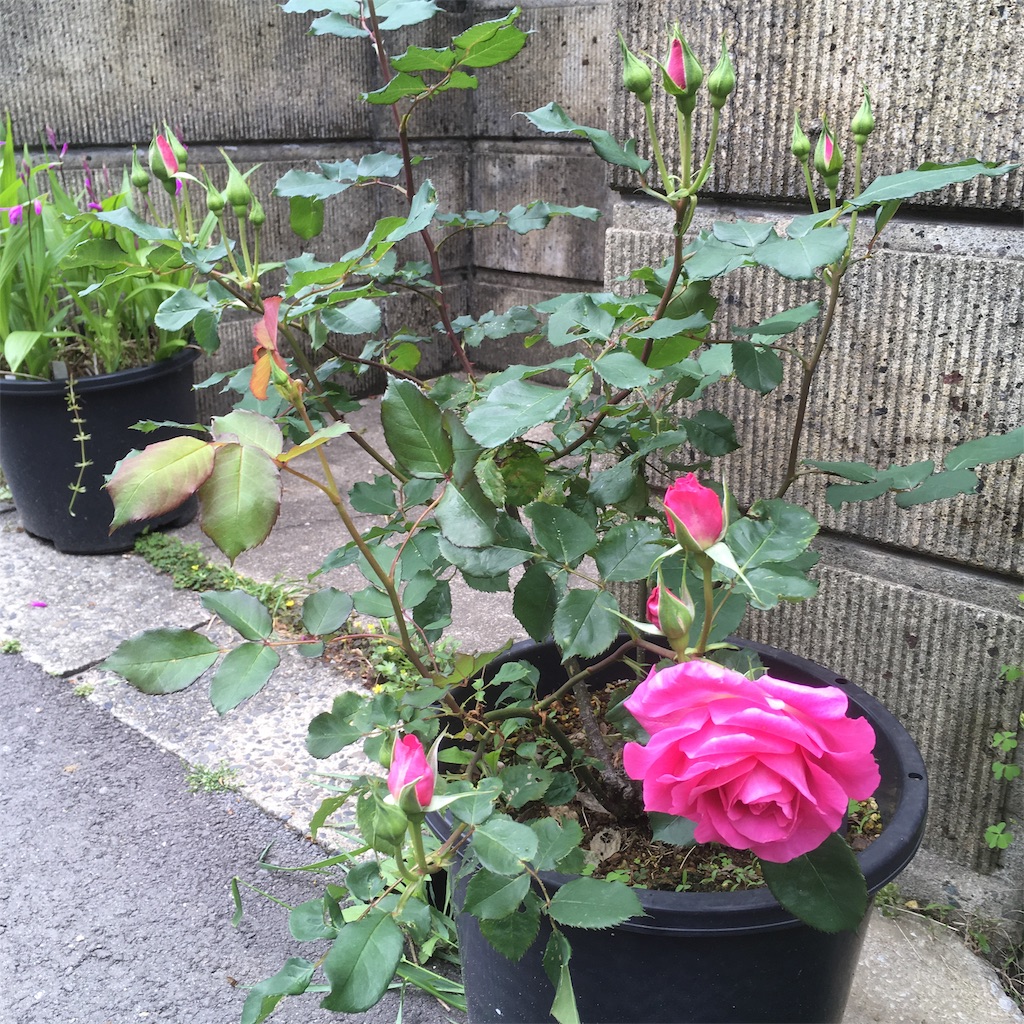 f:id:rotling:20190502142526j:image