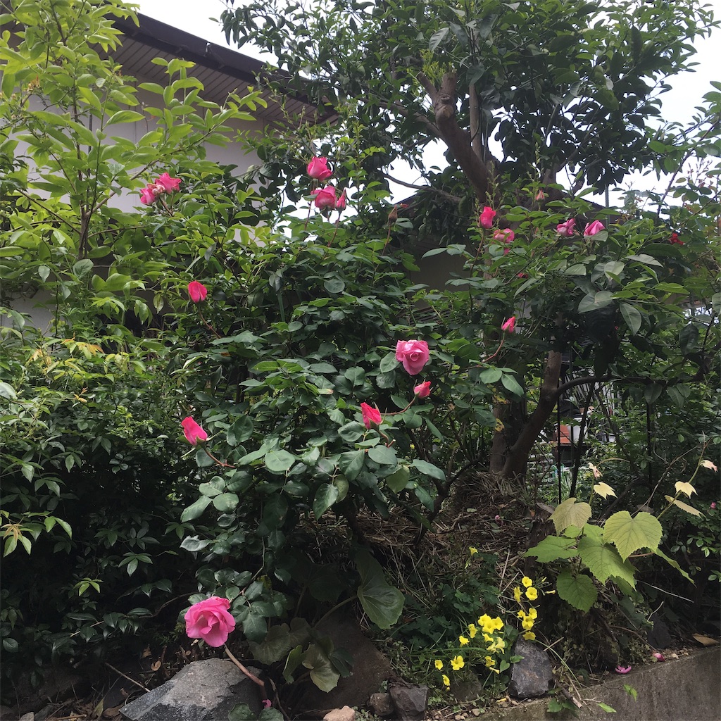 f:id:rotling:20190502142617j:image