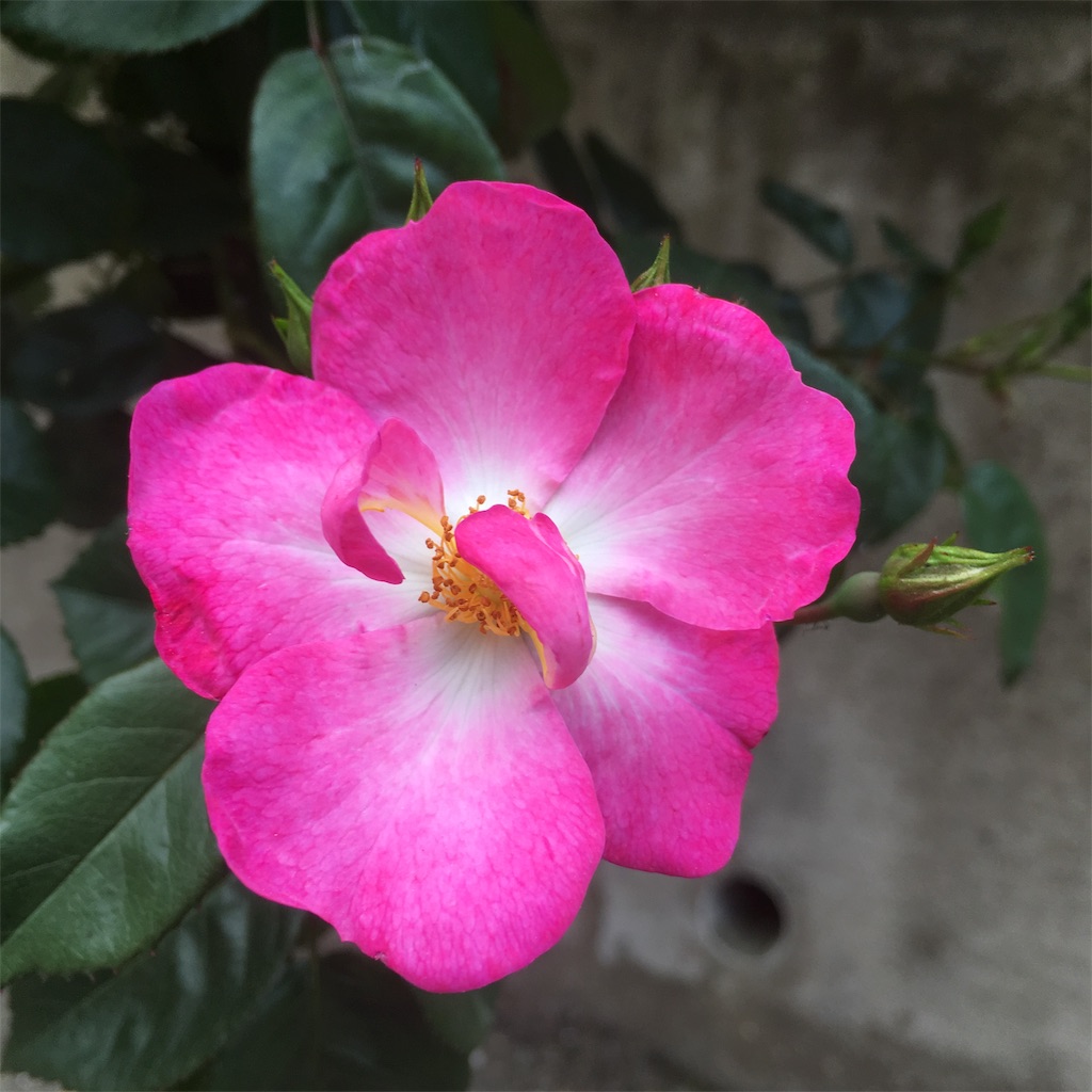 f:id:rotling:20190502142638j:image