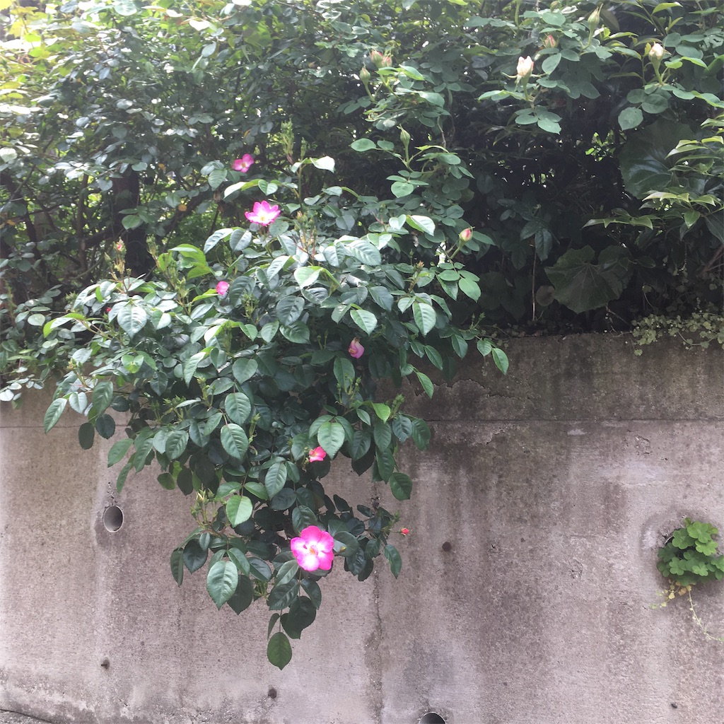 f:id:rotling:20190502142651j:image
