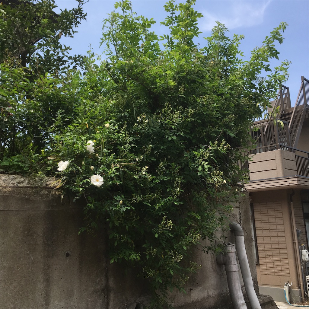 f:id:rotling:20190502142724j:image