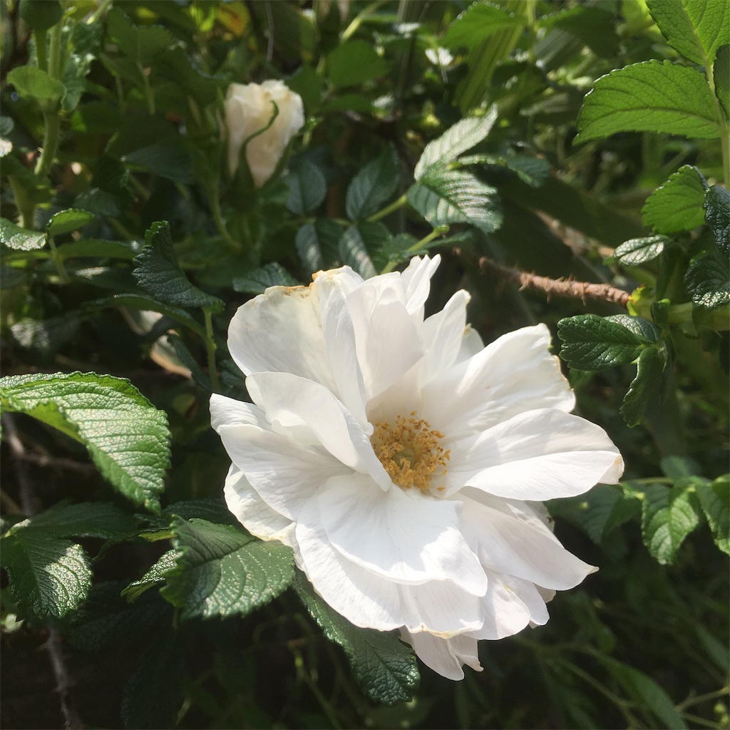 f:id:rotling:20190502142730j:image