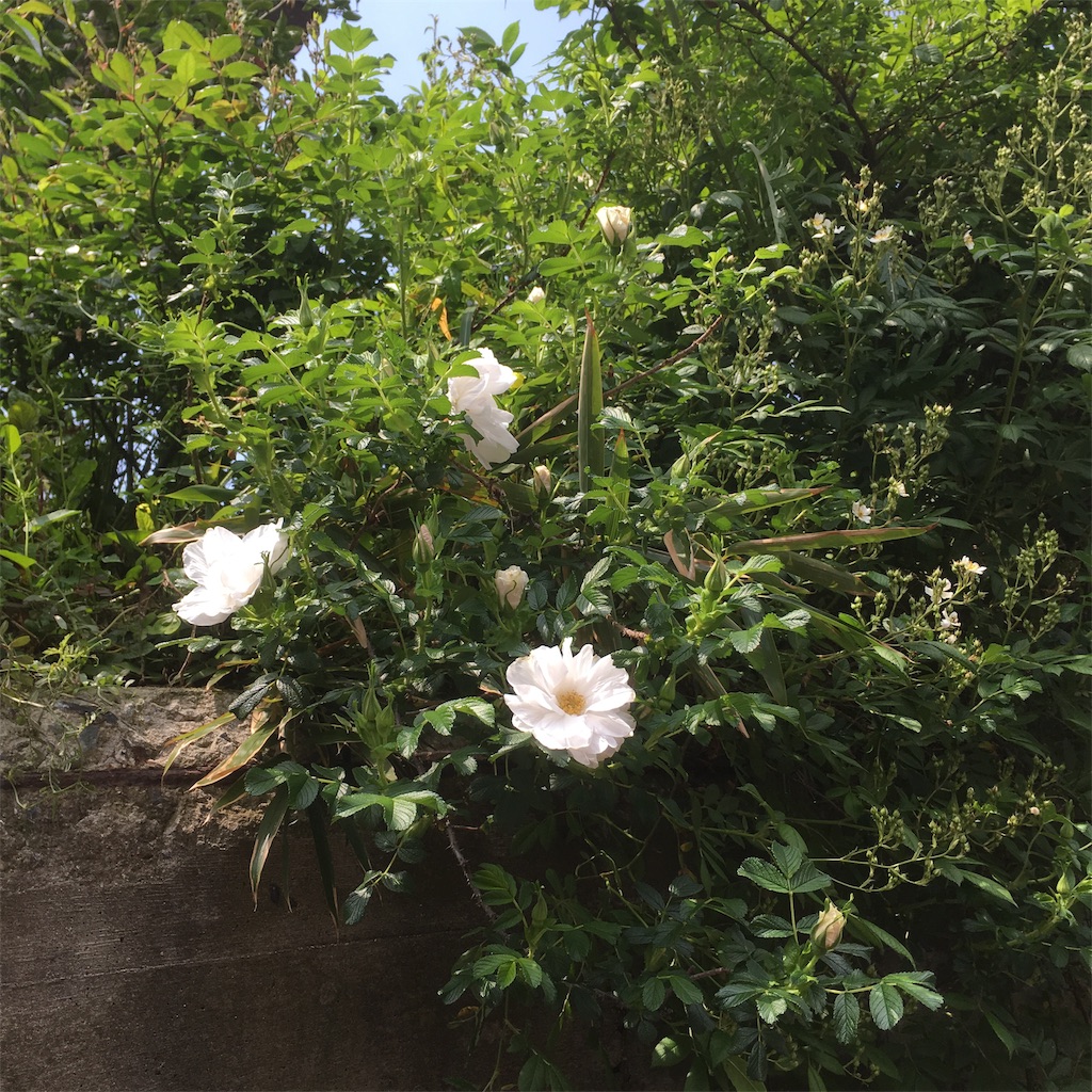 f:id:rotling:20190502142736j:image