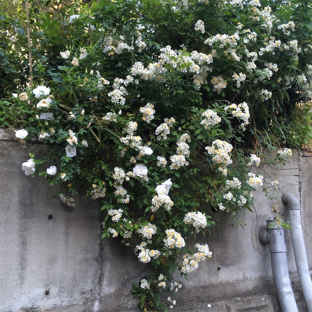 f:id:rotling:20190511080603j:image