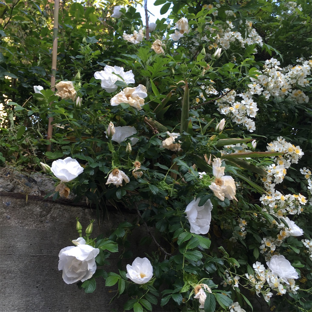 f:id:rotling:20190511080634j:image