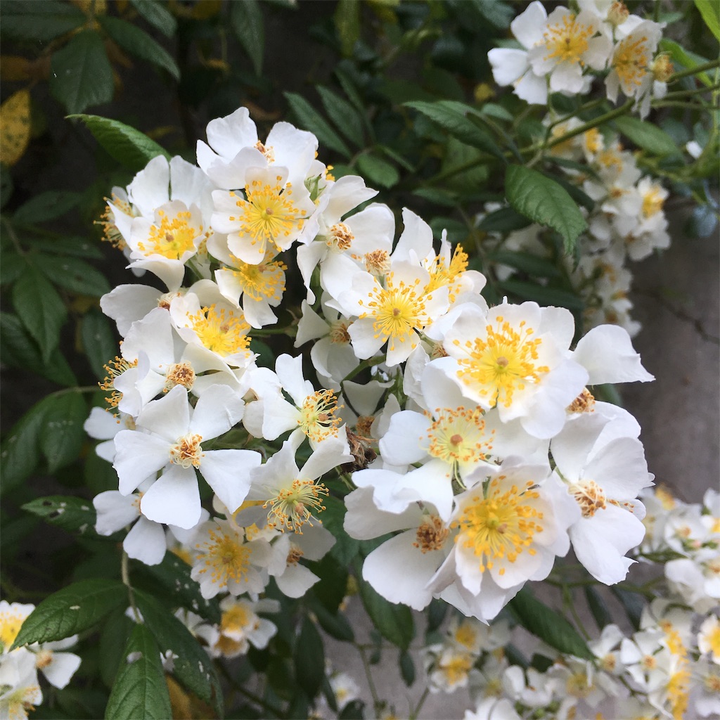f:id:rotling:20190511080638j:image