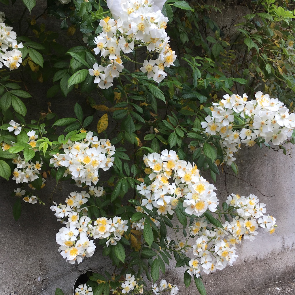 f:id:rotling:20190511080642j:image