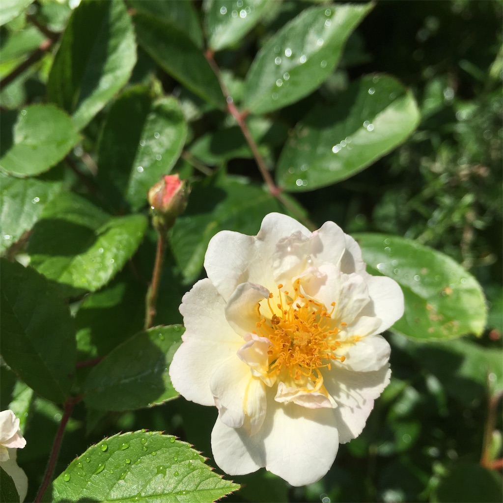 f:id:rotling:20190516124632j:image