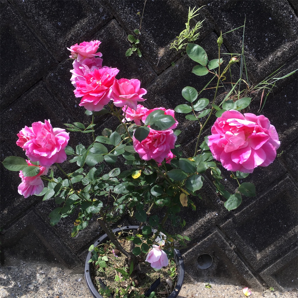 f:id:rotling:20190516125729j:image
