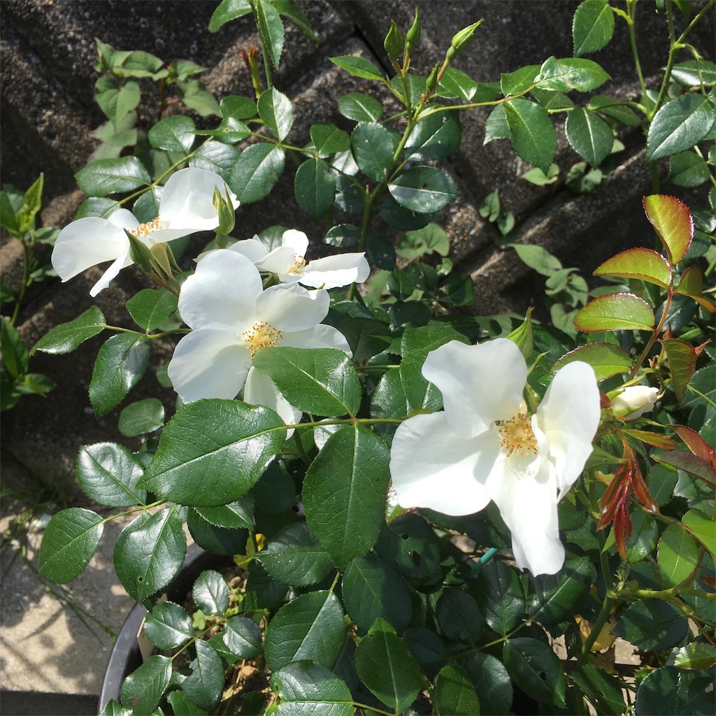 f:id:rotling:20190516125734j:image