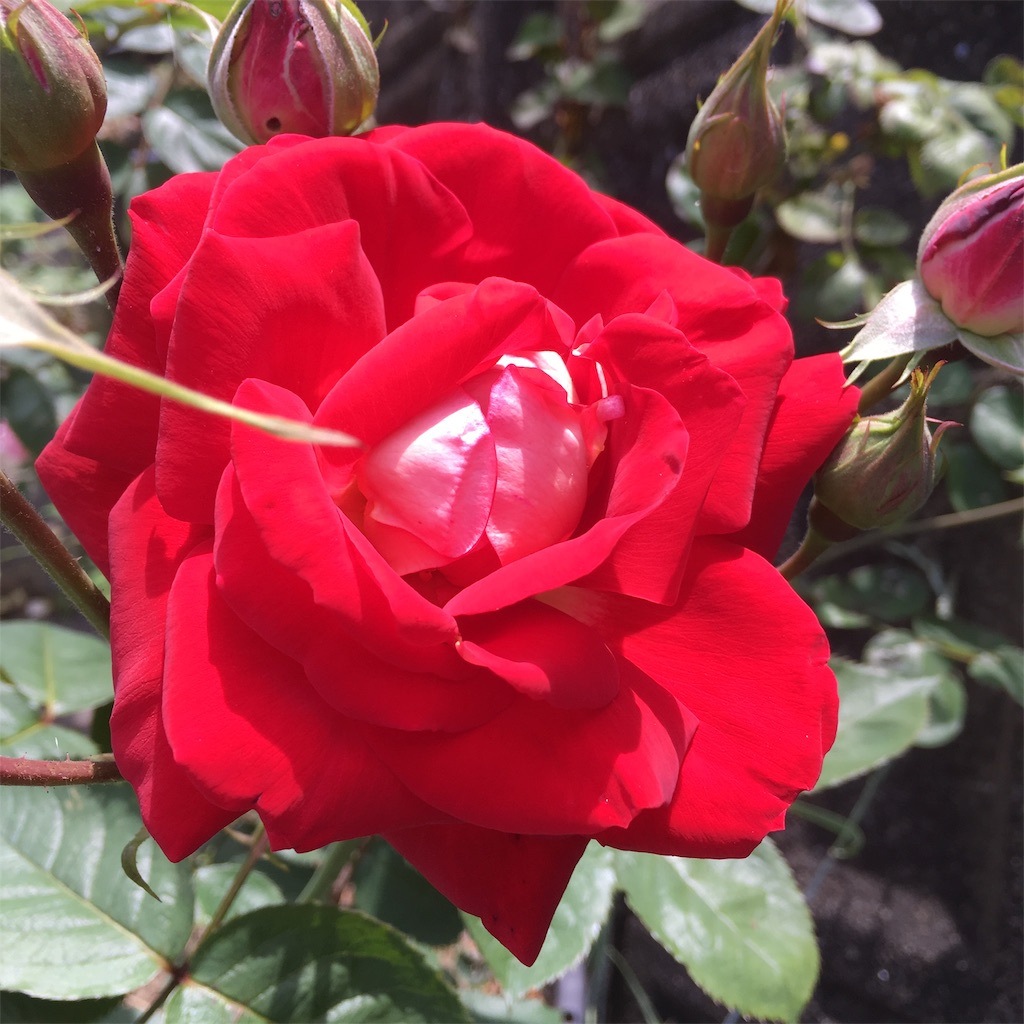 f:id:rotling:20190516125738j:image