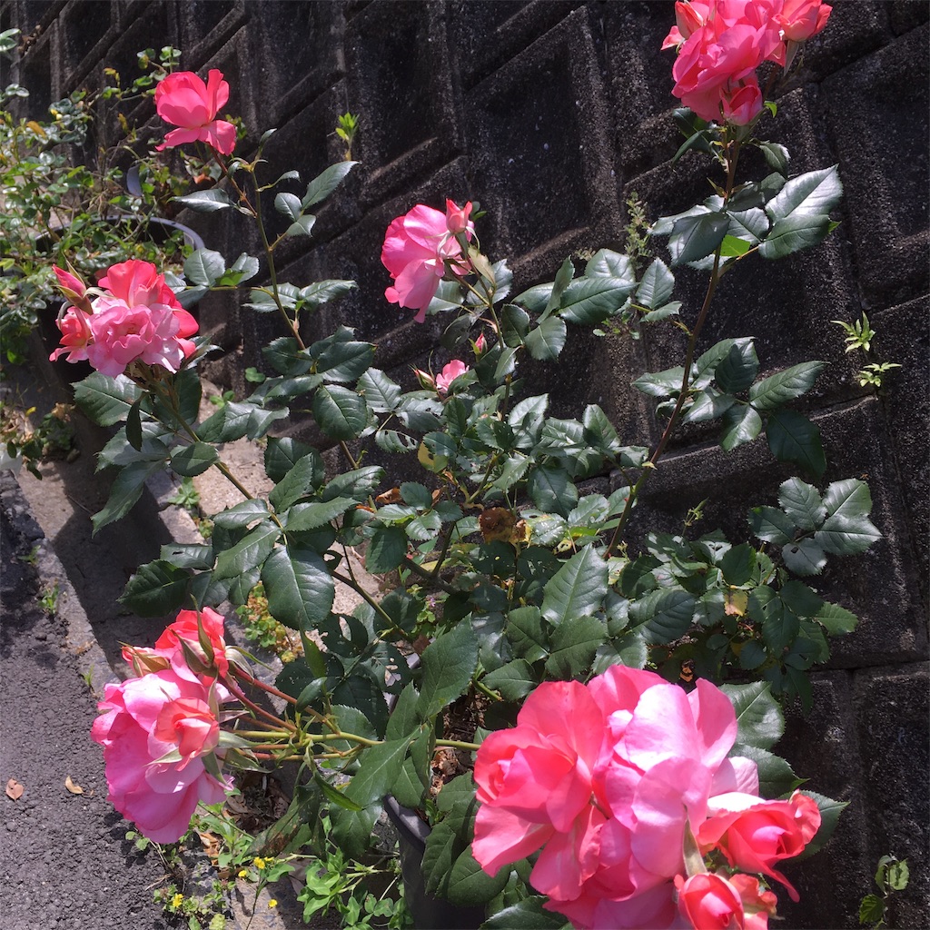 f:id:rotling:20190516125746j:image