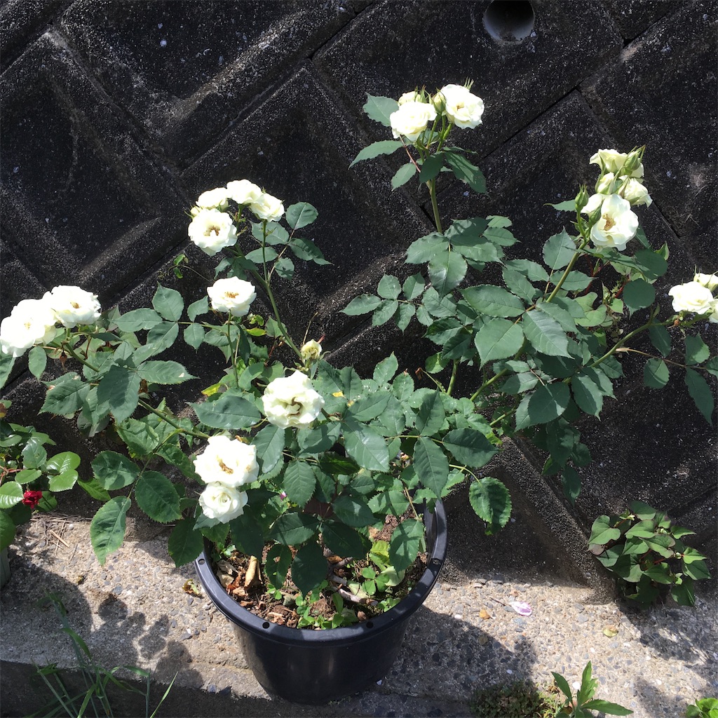f:id:rotling:20190516125757j:image
