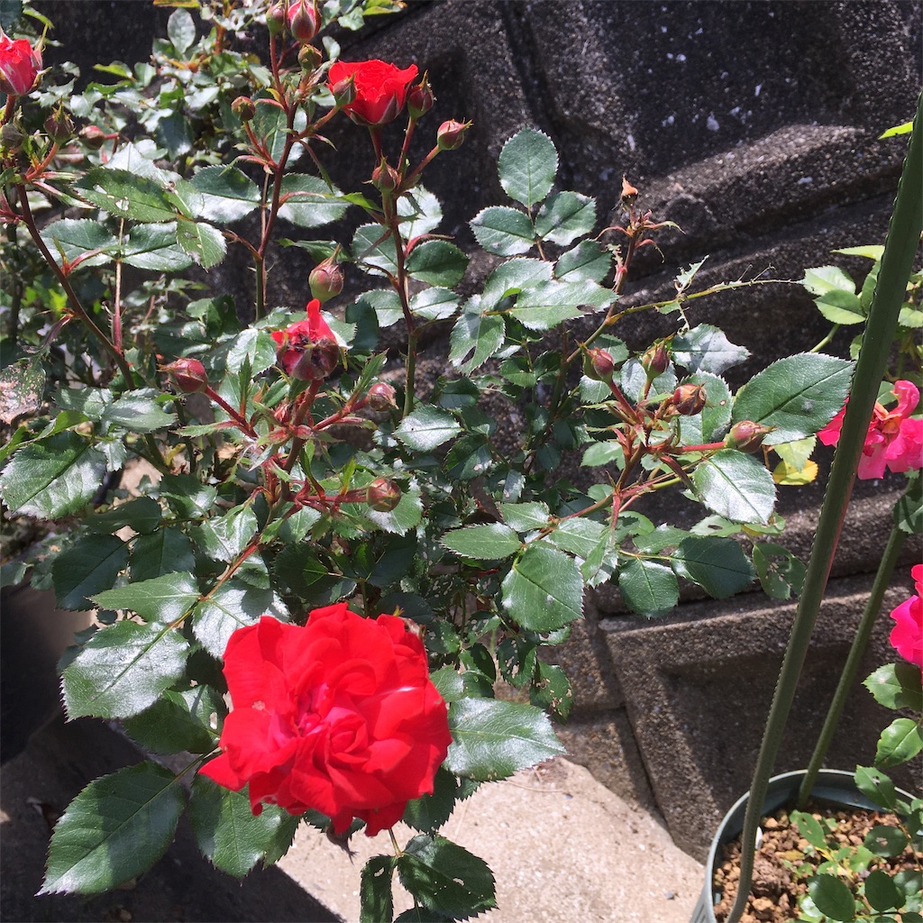 f:id:rotling:20190516125805j:image