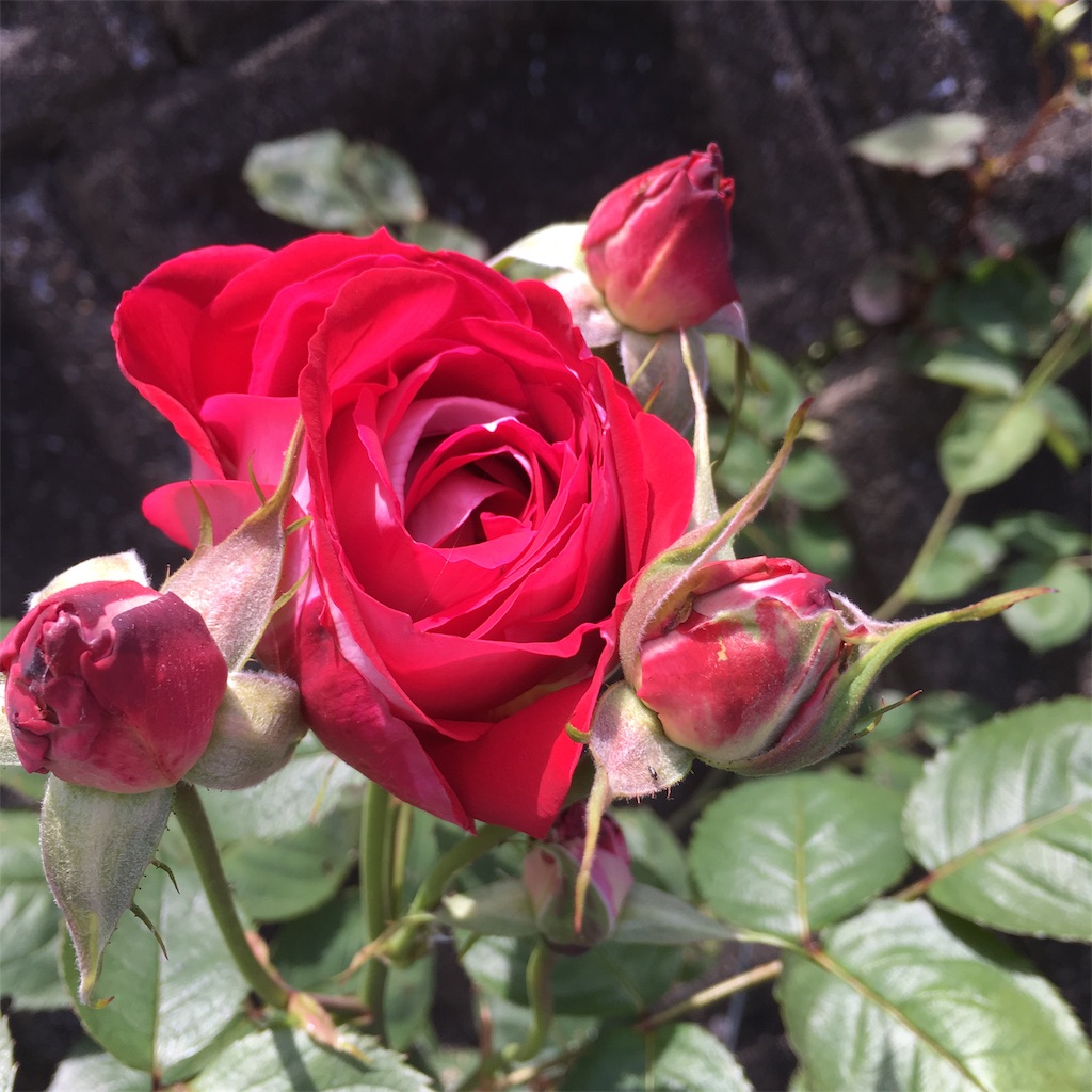 f:id:rotling:20190516125810j:image