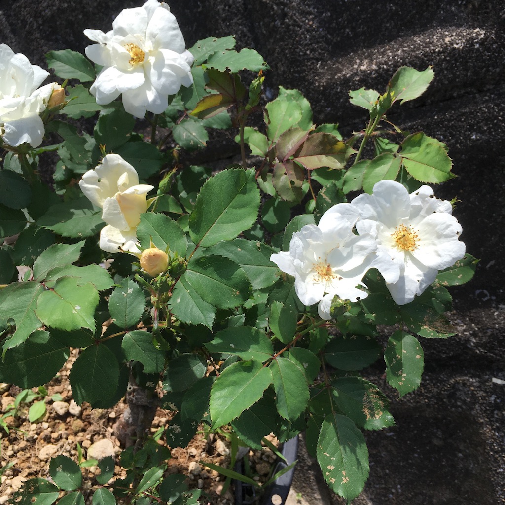 f:id:rotling:20190516125816j:image